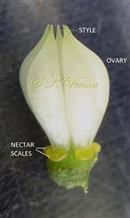  Pistils